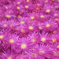 Pink Fuchsia Trailing Iceplant 1 Gallon