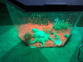 Fish tank/ Reptile tank