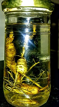 80+ Year Old American Ginseng.(Wild Panax Ginseng)