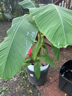 Big banana tree...