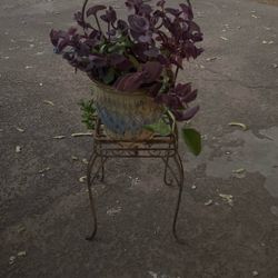 Beautiful Ceramic Pot With Heart Shaped Metal Chair Plant Holder And Established Varied Of Pretty Plants 45$