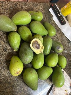 Avocado, avocados, medium/large
