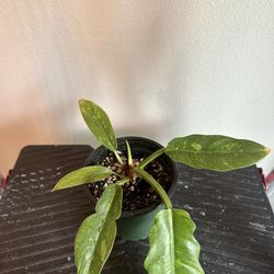 Philodendron Ring of Fire