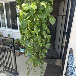 House Plant