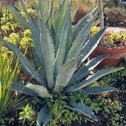 Mature Blue Agave