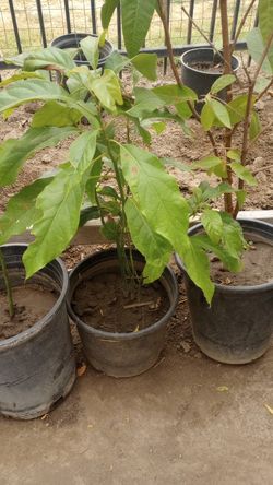 Aguacate Trae $10 Up