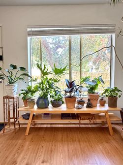 🌿🪴 Healthy & Rare Plants in Unique, High End, & Vintage Planter Pots | Statement Pieces | Prices Vary ✨🌿