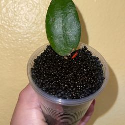 Hoya Caudata Sumatra