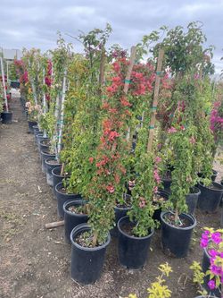 Buanbilias 5 Galodes $22 Cada Una