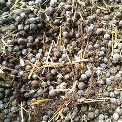 Rabbit Manure For Crops/Flowers