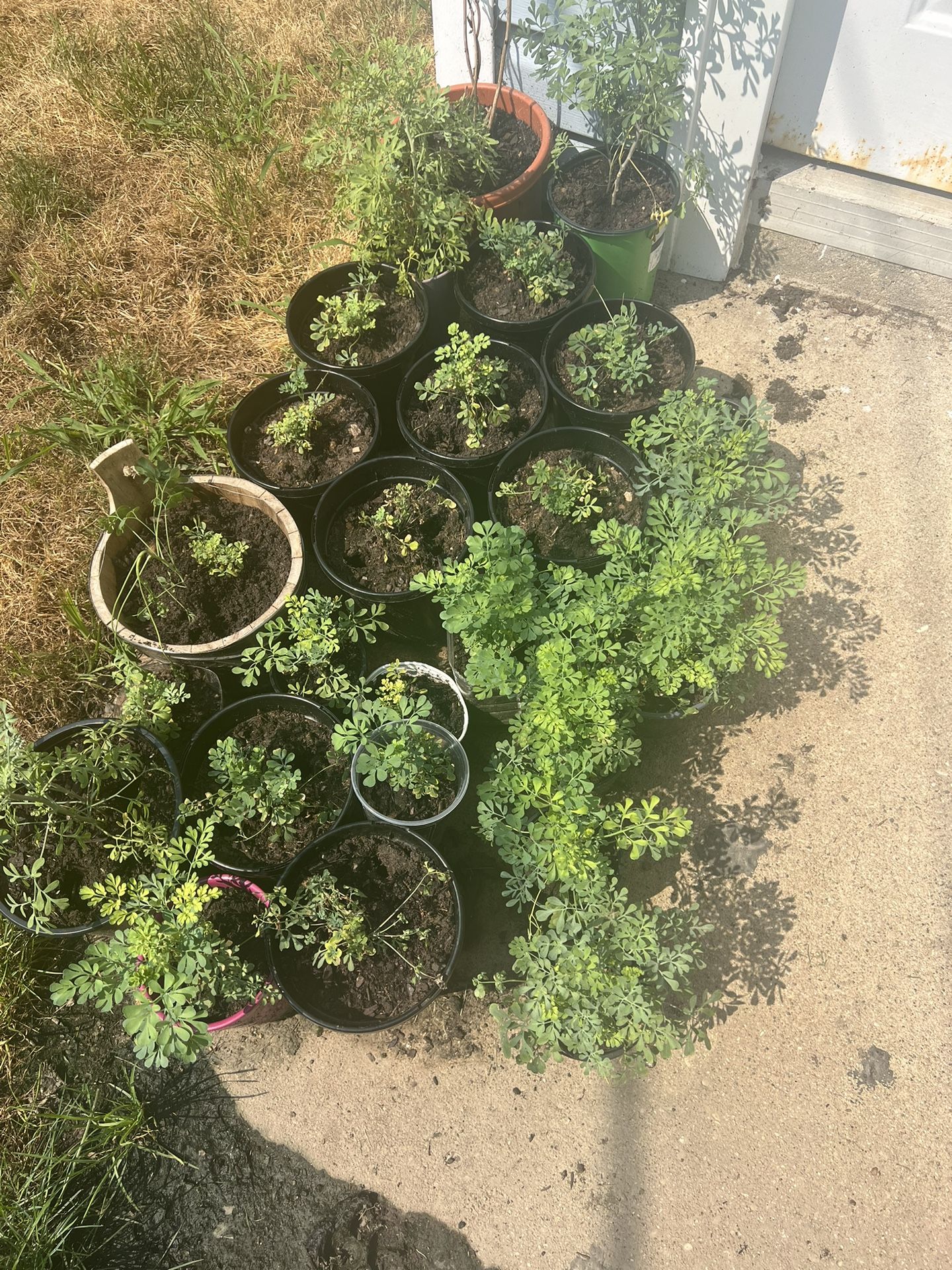 Tengo Plantas De Ruda En Venta