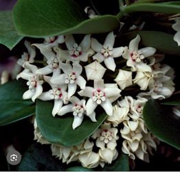 6” Hoya Australis ( first pic is example )