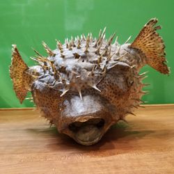 Blow Me Down! Dried Blow/Puffer Fish for Display But CAREFUL These Spikes  Be Sharp as a Rapier! for Sale in Burbank, CA - OfferUp