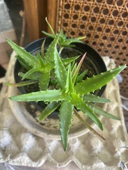 Tiger Tooth Aloe Vera