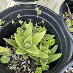 Crocodile Aloe Plants
