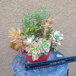Succulent Arrangements 