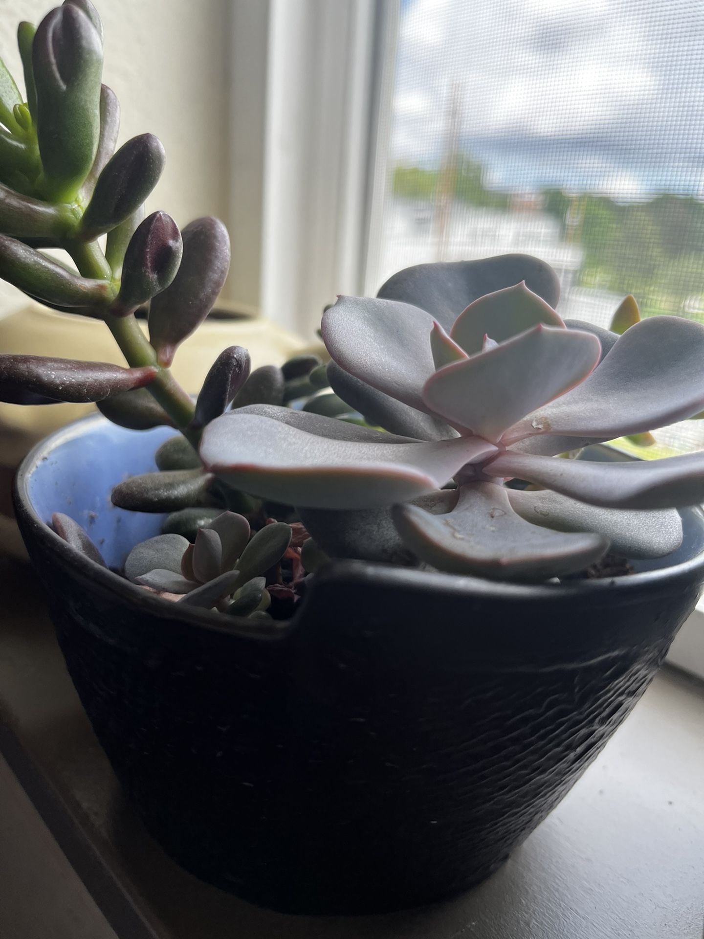 Beautiful Succulents in Ceramic Bowl (roughly 6” Wide)