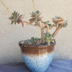 Beautiful Purple Flowering Echeveria In Variegated Pot