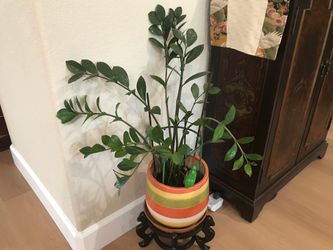 A pot of Z plant in a colorful ceramic pot