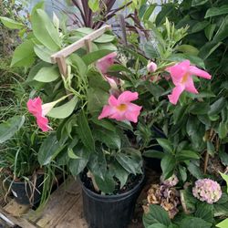 Pink Mandevilla Vine 