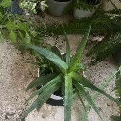 Aloe Vera