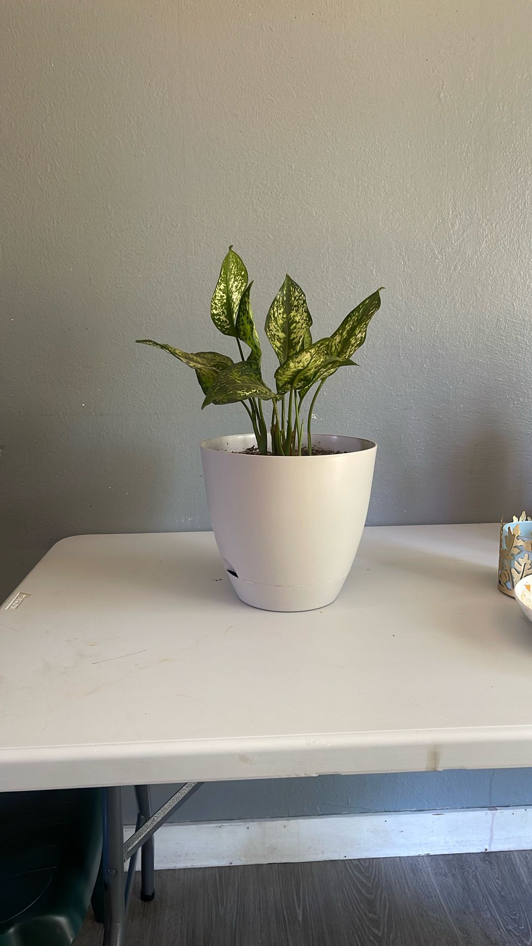 Plants
