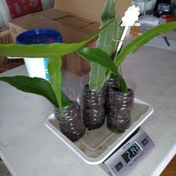 4 Epiphylum Orchid Cactus In Pots $40 -Ship $15 Or Deltona, Fl Pickup 