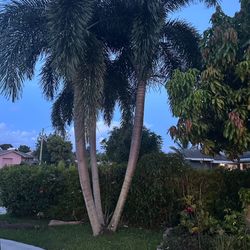 Palm Trees