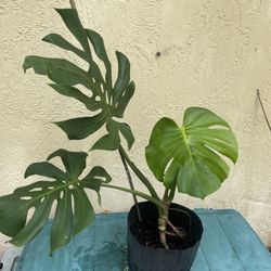Monstera Deliciosa Plant  In 10 Inch Pot Indoor / Outdoor Plant Nice Perforated Leaves