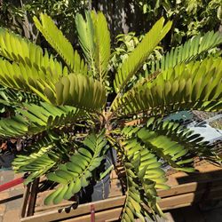 Cardboard Palm