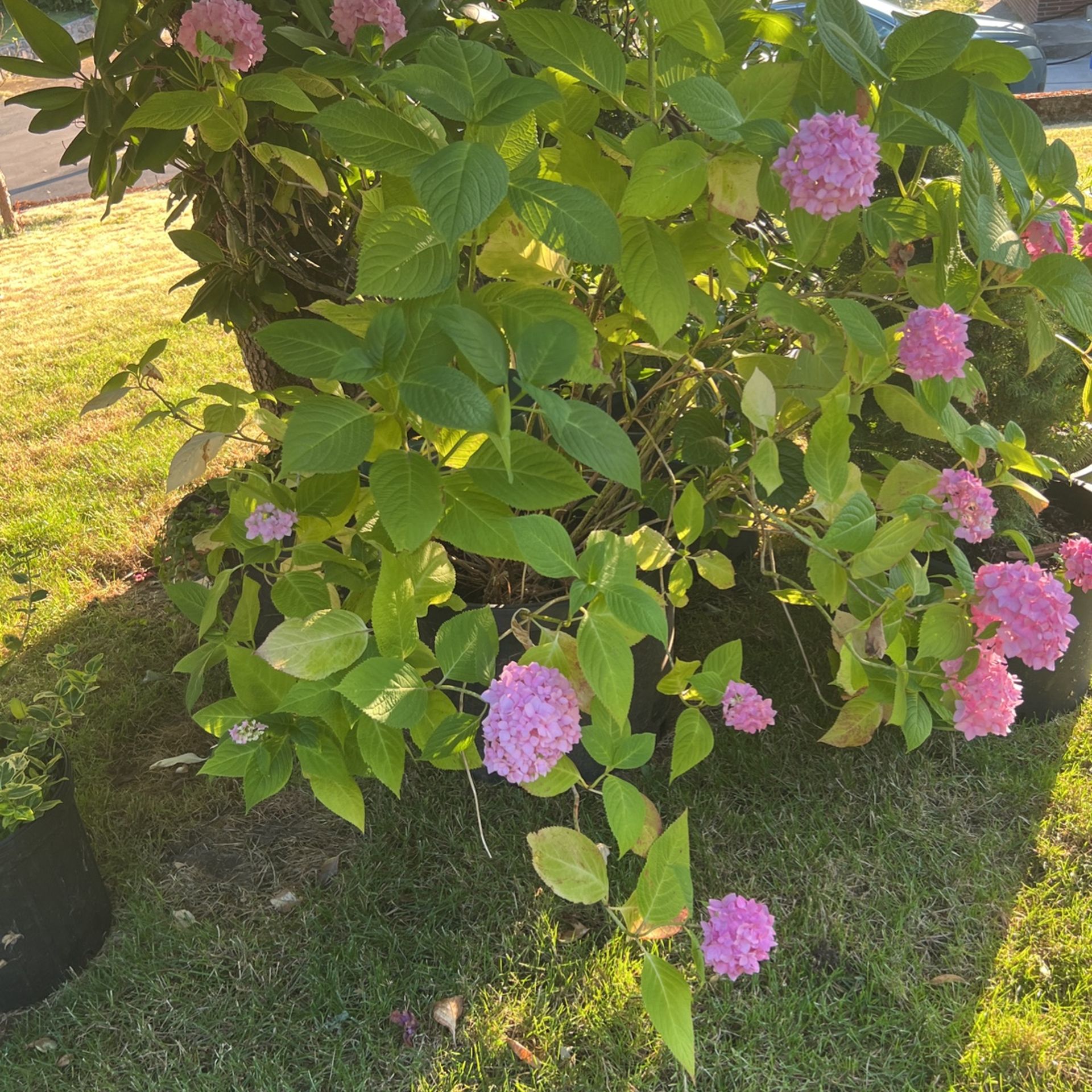 Plants For Sale