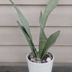 Snake Plant 🪴 