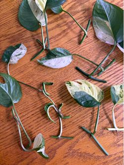 epipremnum