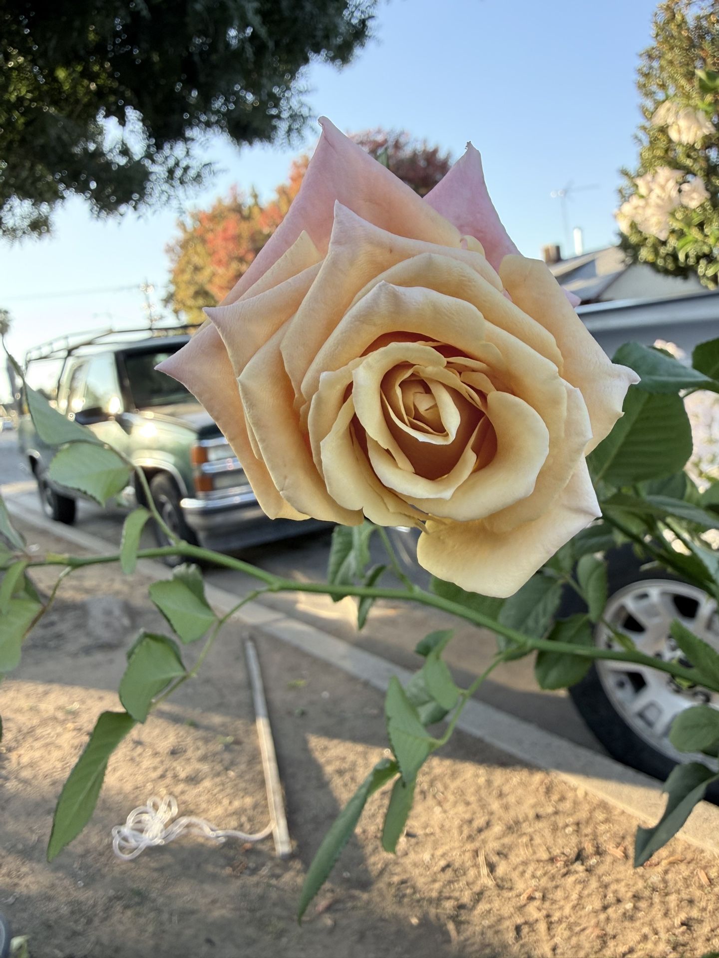 Shimmer Rose Bush Plant Flower