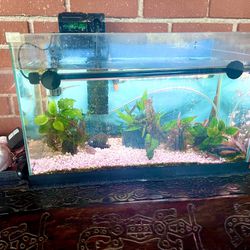 Aquarium Tank Frogs Snail Shrimp Plants