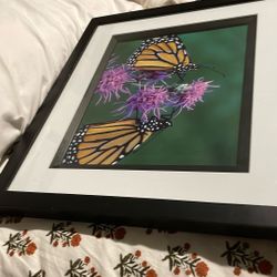 Beautiful photo!!  Butterflies photo  -great Colors On Purple Flowering  Plant In Simple Mat 