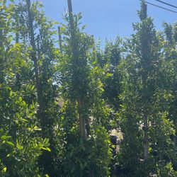 Ficus Nitida 25 Gallon