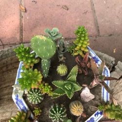 Cute Mix Variety Cactus 🌵 Succulent Plants Flowers In Ceramic Pot Home Patio Yard 