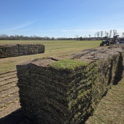 St Agustine Grass Pallets