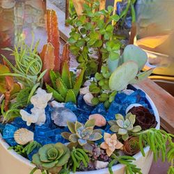 Ocean Themed Succulents Mix