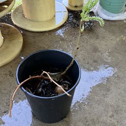 Pakistani Mulberry Fruit Tree