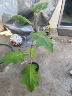 තිබ්බටු (pea eggplant , turky berry) plant