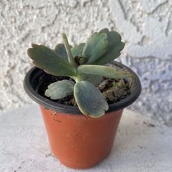 3 Inch Pot Succulent Plant - Kalanchoe Fedtschenkoi - Lavender Scallops - Rooted & Established - Drought Resistant - 🪴 