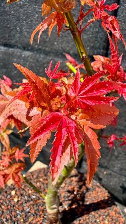 japanese red shindeshojo maple tree in a 2” shallow growing container