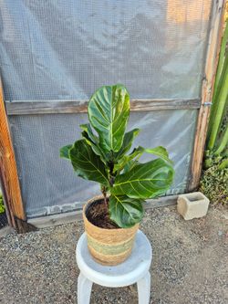 Fiddle Leaf Fig Plant 10" Pot