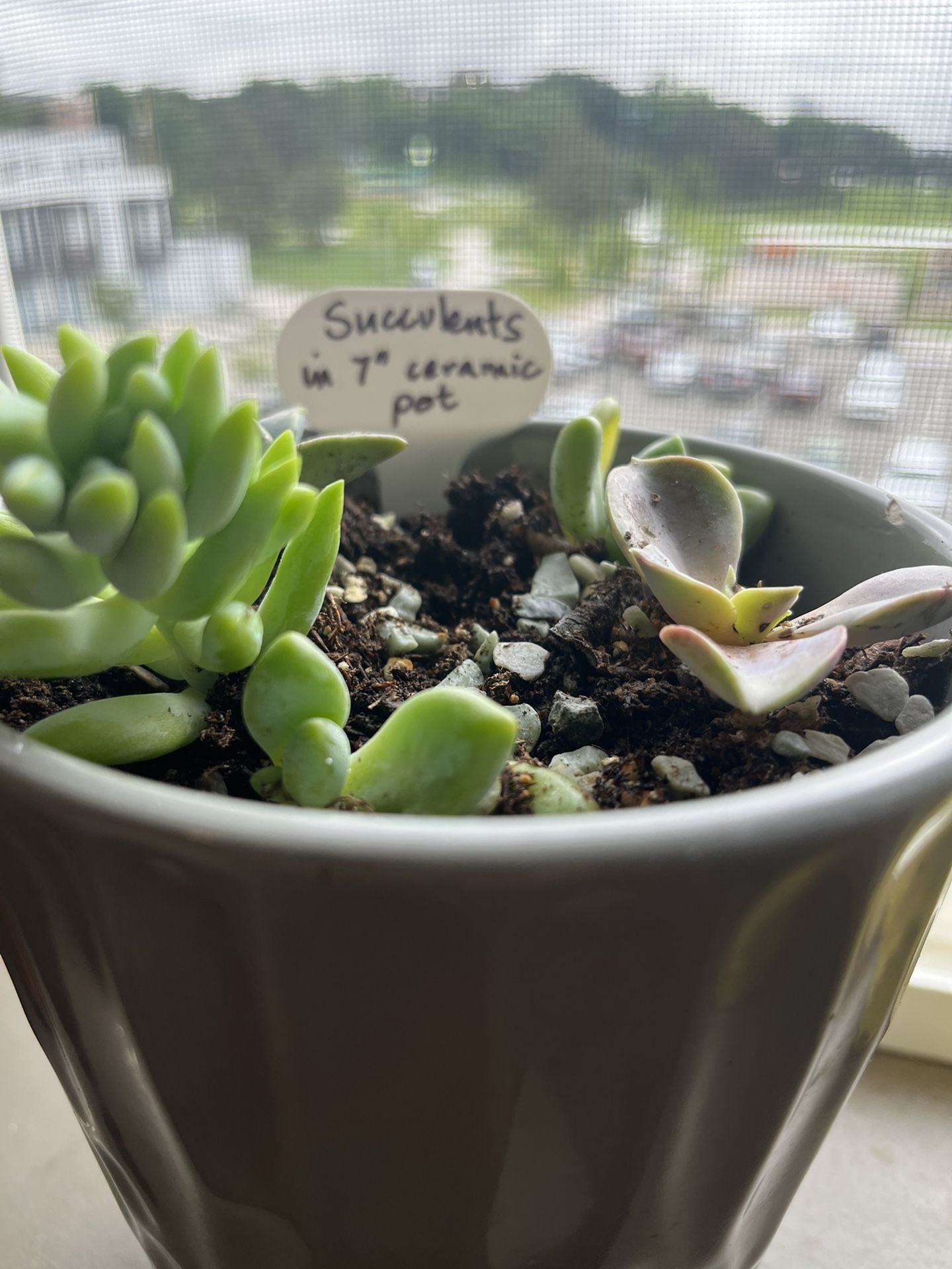 Succulents in a ceramic pot