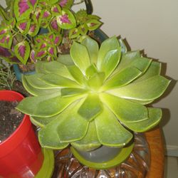 Succulents 