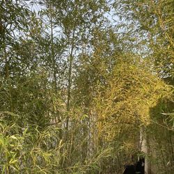 🔥🔥 Golden Bamboo 