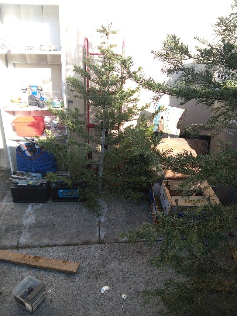 Silver Tip X Mas Trees