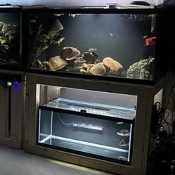 Fish Tank 